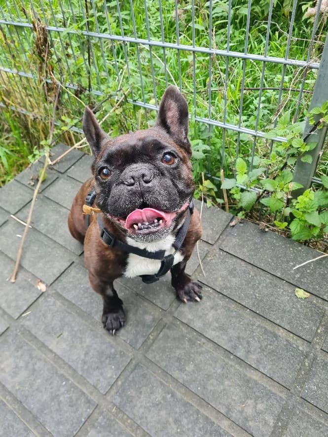 Timati, male English Bulldog for adoption at Tierheim Velbert, Velbert — photo 2 of 3
