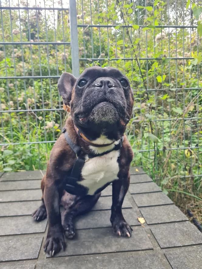 Timati, male English Bulldog for adoption at Tierheim Velbert, Velbert — photo 3 of 3