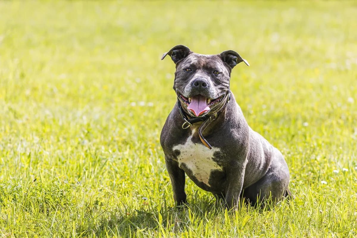 Aramis,  senior Mixed Breed for adoption at Tierheim Weidefeld, Kappeln