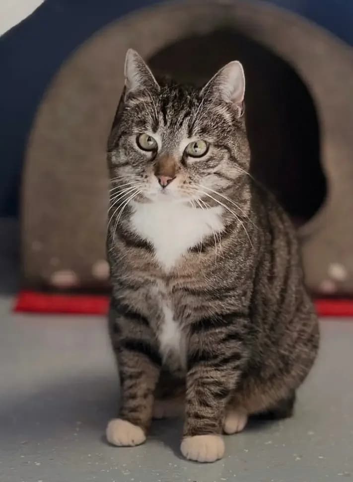 Ava,  senior Mixed Breed for adoption at Tierheim Weidefeld, Kappeln