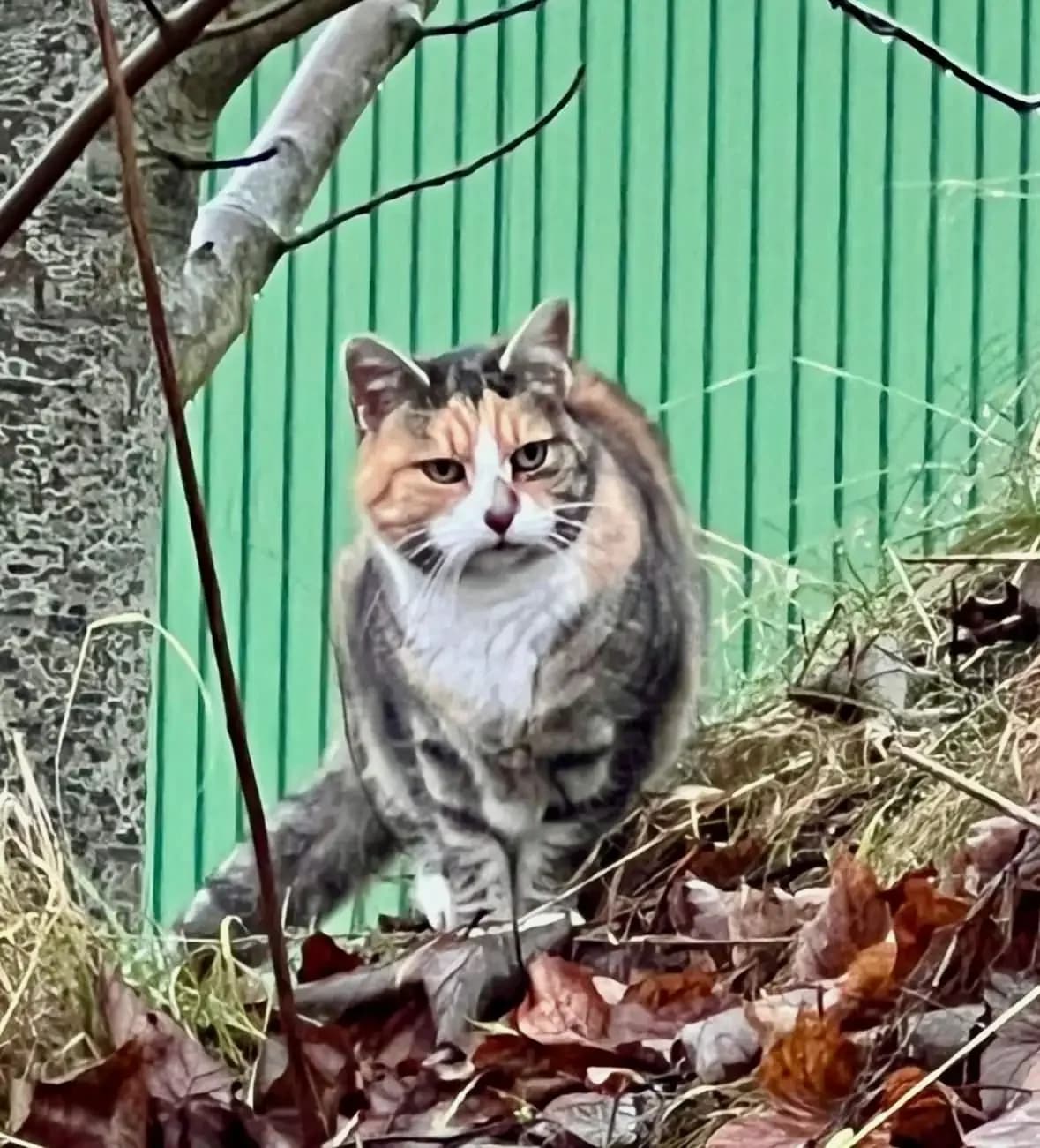 Brienne,  senior Mixed Breed for adoption at Tierheim Weidefeld, Kappeln
