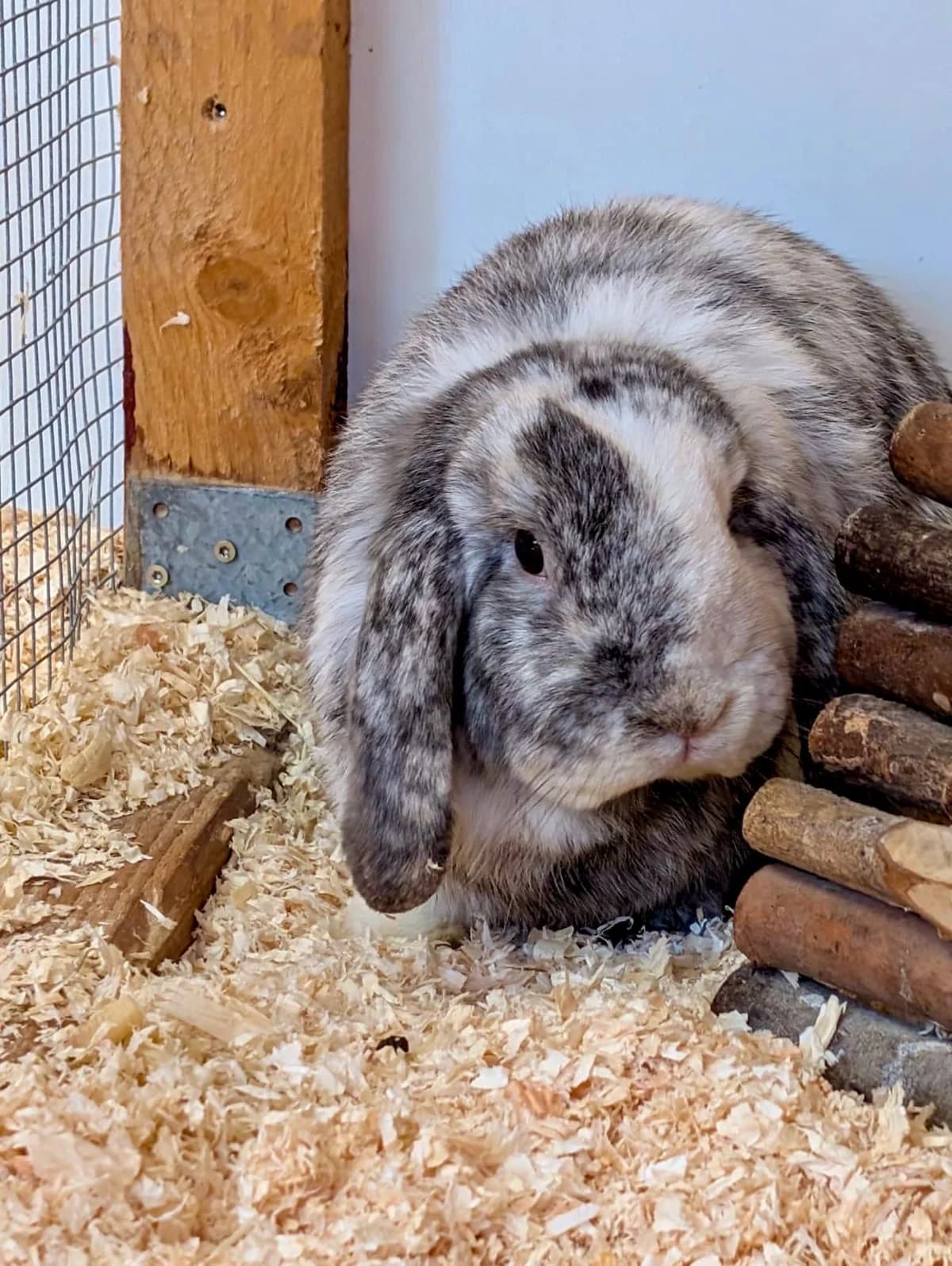 Elvis,  senior Mixed Breed for adoption at Tierheim Weidefeld, Kappeln