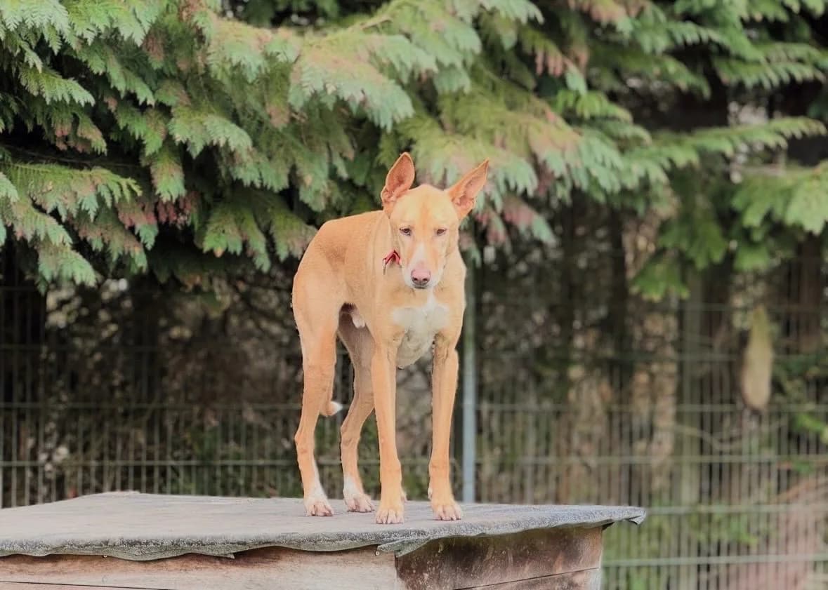 Ely,  senior Mixed Breed for adoption at Tierheim Weidefeld, Kappeln