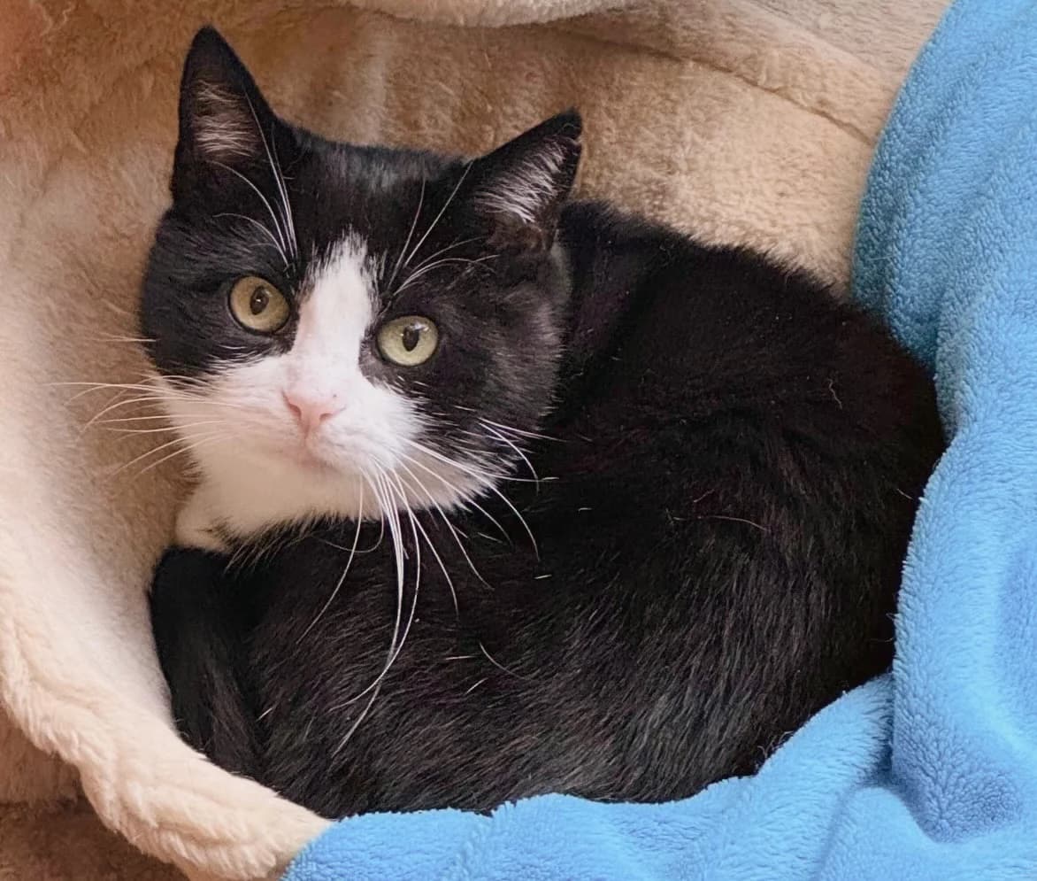 Emmi,  senior Mixed Breed for adoption at Tierheim Weidefeld, Kappeln