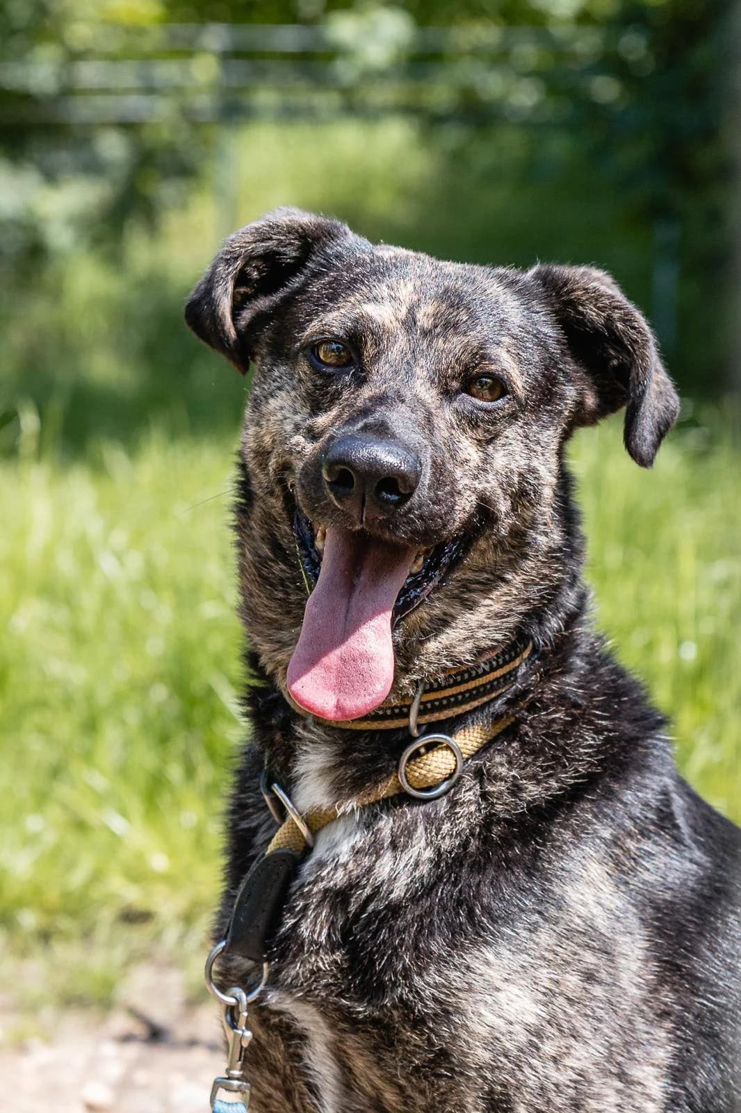 Finn,  senior Mixed Breed for adoption at Tierheim Weidefeld, Kappeln