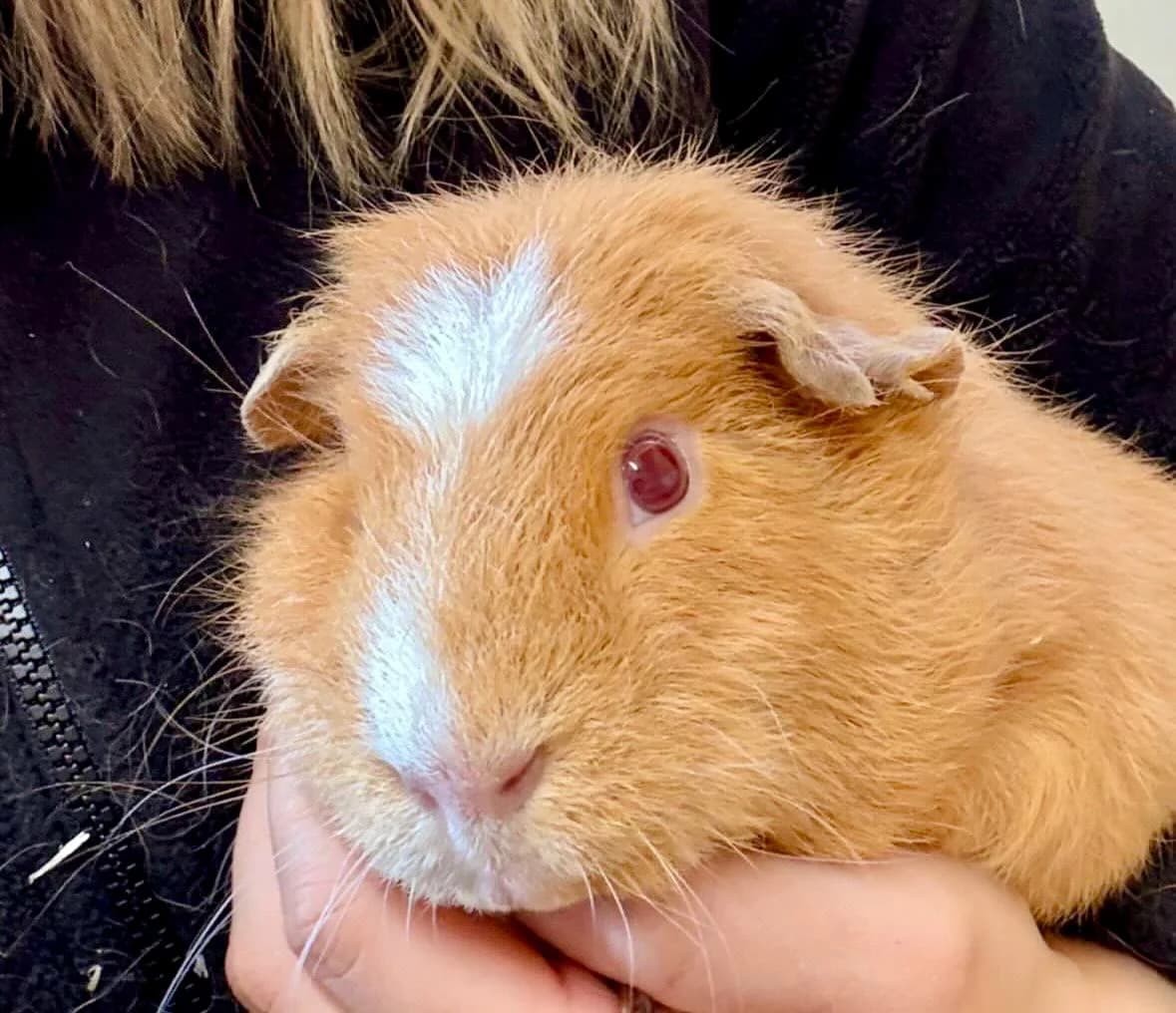 Gordon,  4yo Mixed Breed for adoption at Tierheim Weidefeld, Kappeln