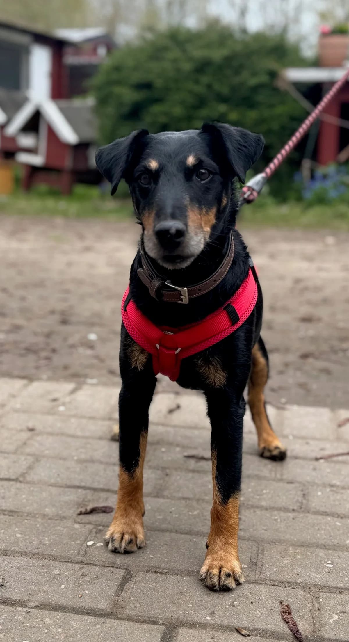 Jack,  senior Mixed Breed for adoption at Tierheim Weidefeld, Kappeln