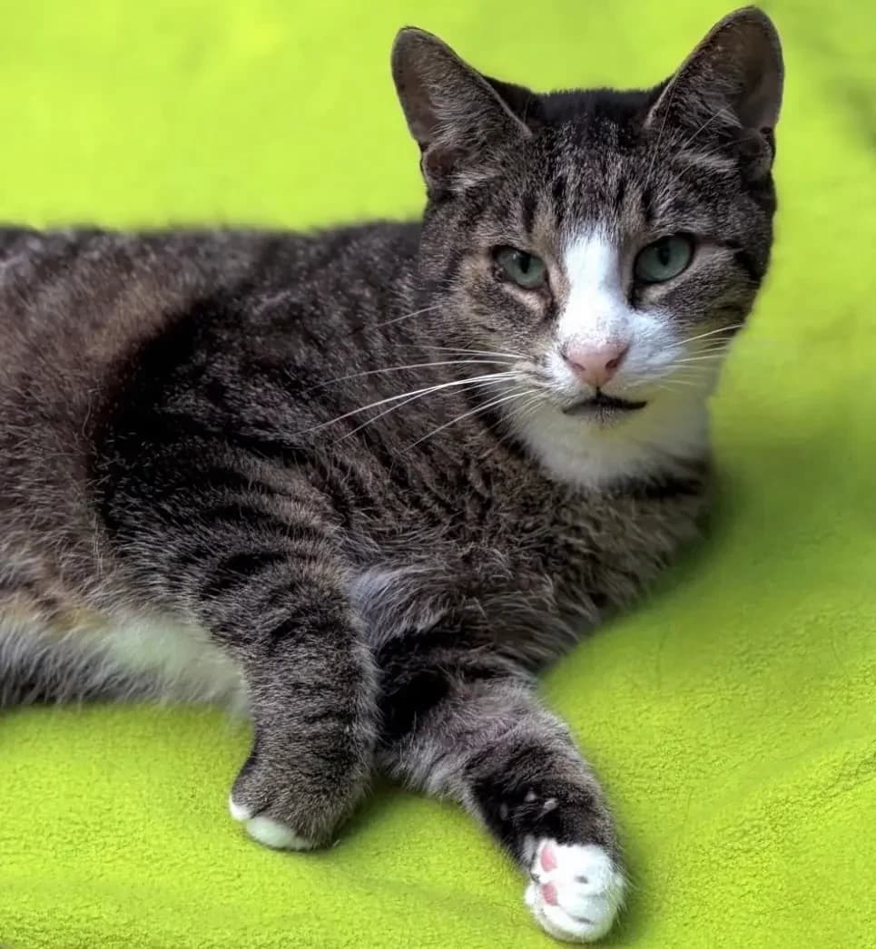 Johnny,  senior Mixed Breed for adoption at Tierheim Weidefeld, Kappeln