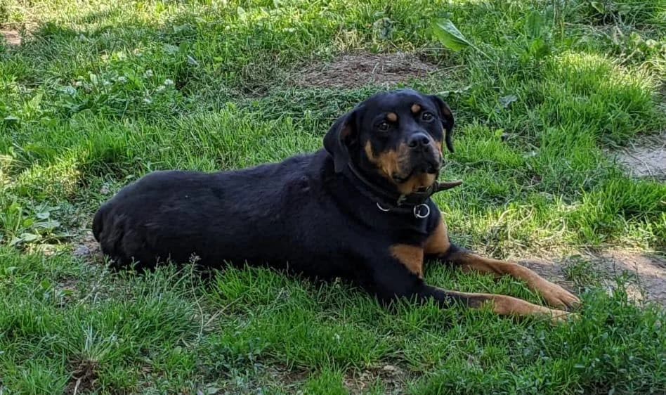 Kaya,  senior Mixed Breed for adoption at Tierheim Weidefeld, Kappeln
