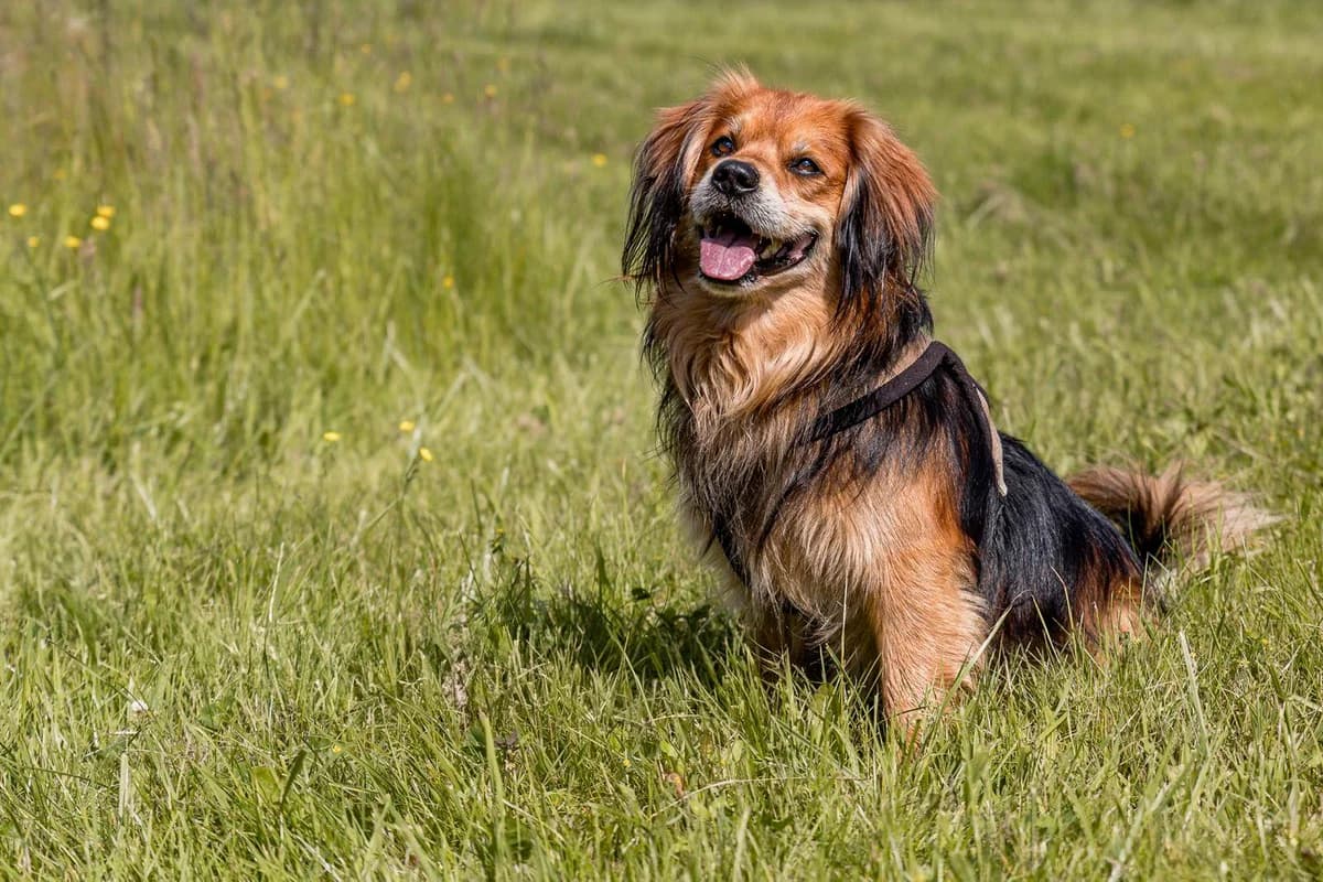 Lenny,  senior Mixed Breed for adoption at Tierheim Weidefeld, Kappeln