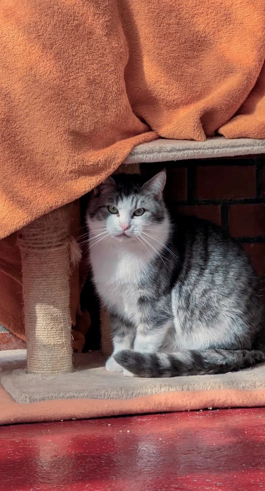 Martha,  senior Mixed Breed for adoption at Tierheim Weidefeld, Kappeln