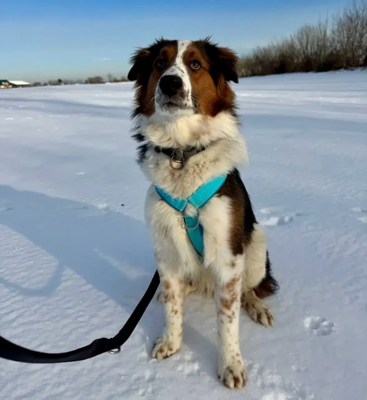 Matty,  senior Mixed Breed for adoption at Tierheim Weidefeld, Kappeln