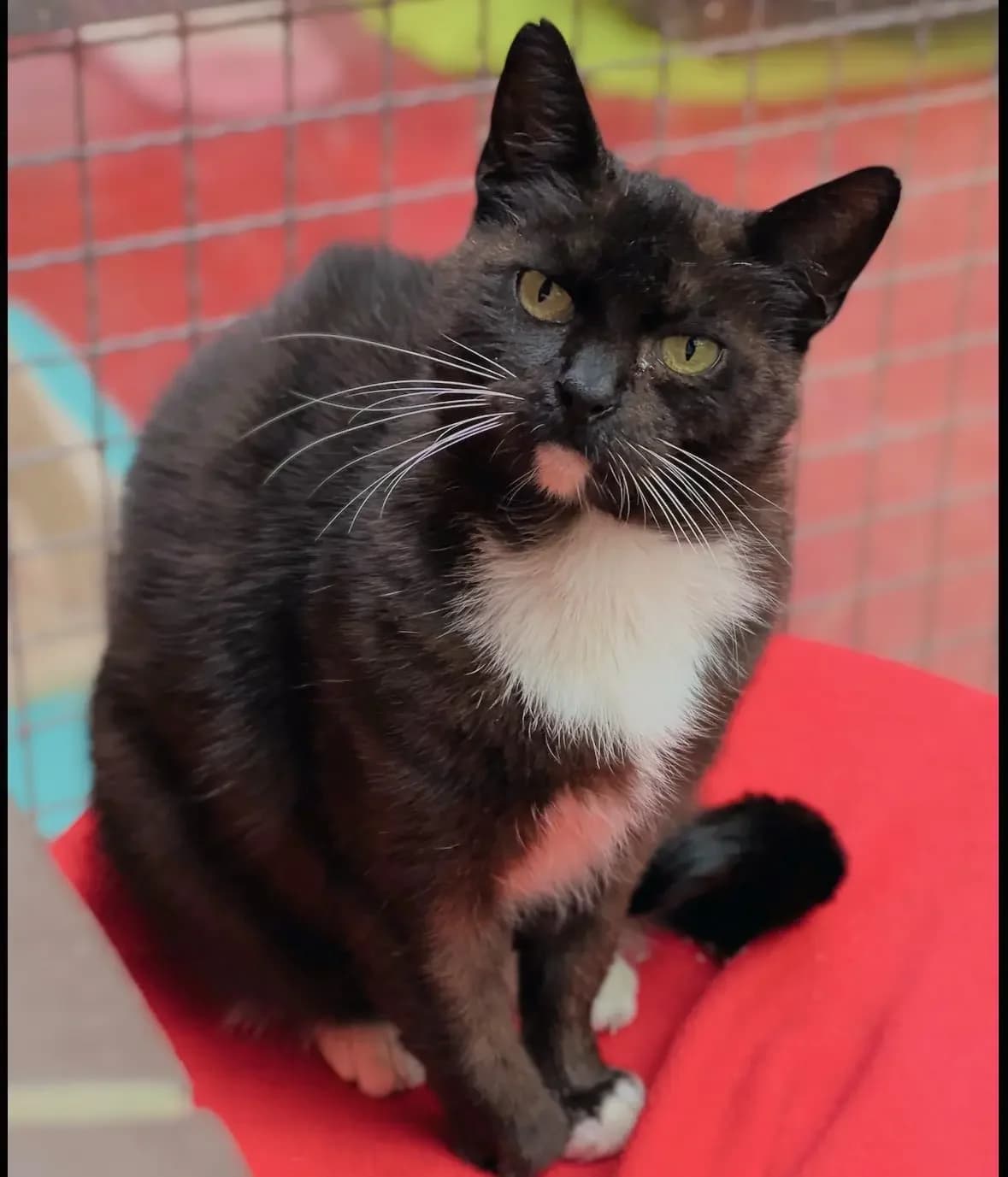 Miri,  senior Mixed Breed for adoption at Tierheim Weidefeld, Kappeln