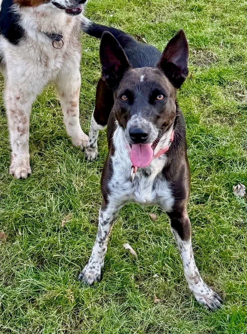 Motti,  senior Mixed Breed for adoption at Tierheim Weidefeld, Kappeln