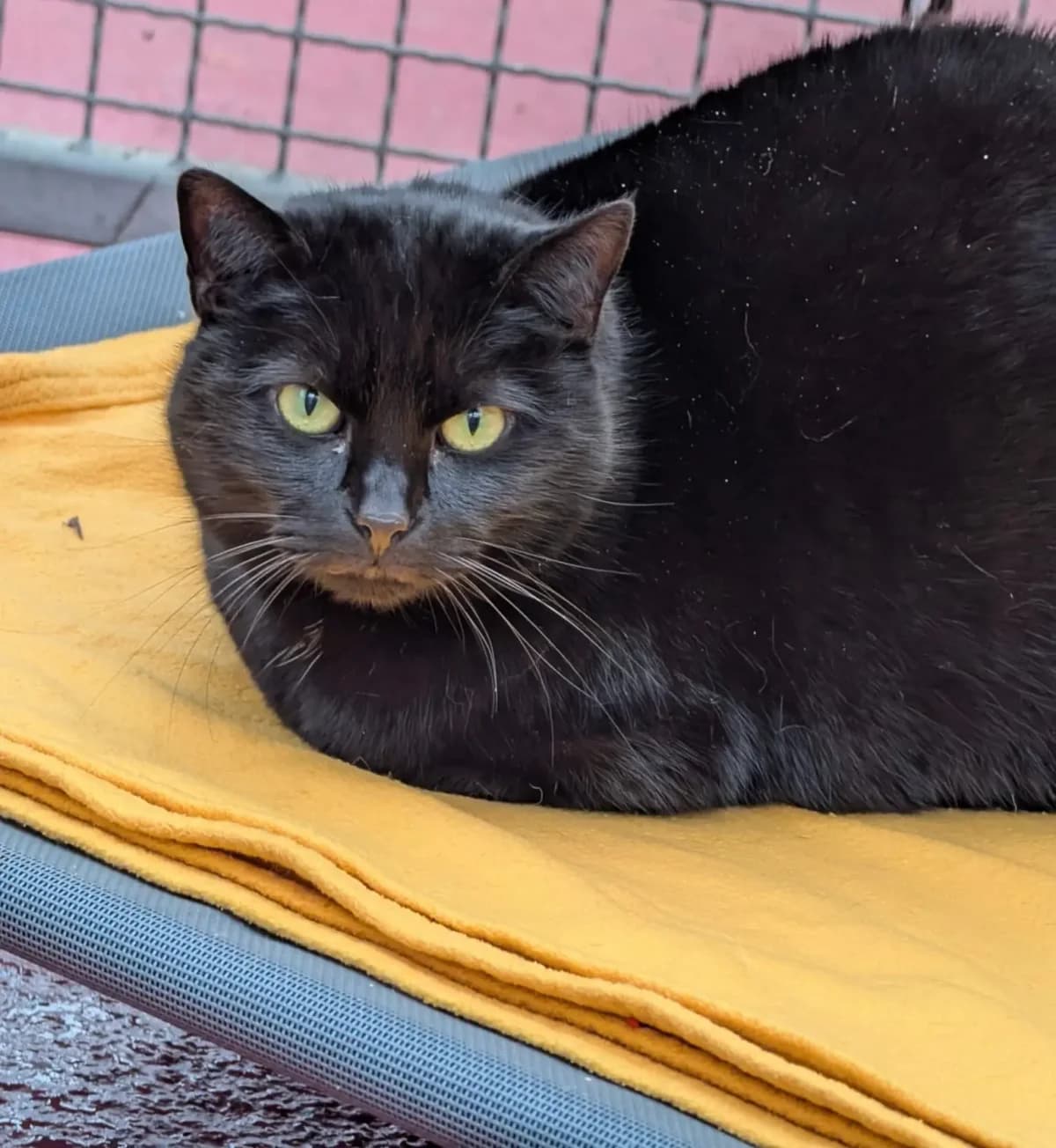 Natira,  senior Mixed Breed for adoption at Tierheim Weidefeld, Kappeln