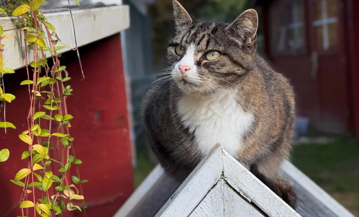 Odette,  senior Mixed Breed for adoption at Tierheim Weidefeld, Kappeln