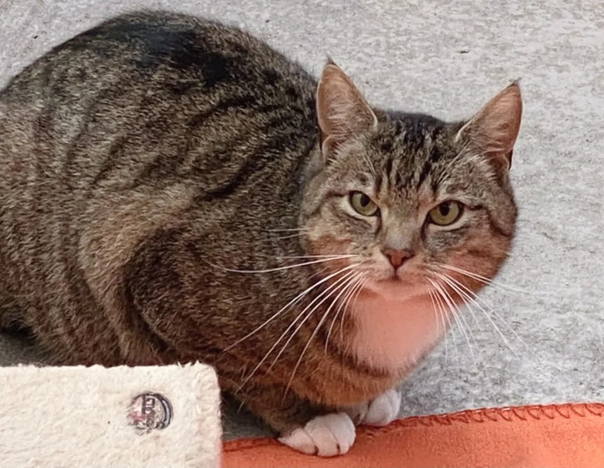 Paco,  senior Mixed Breed for adoption at Tierheim Weidefeld, Kappeln
