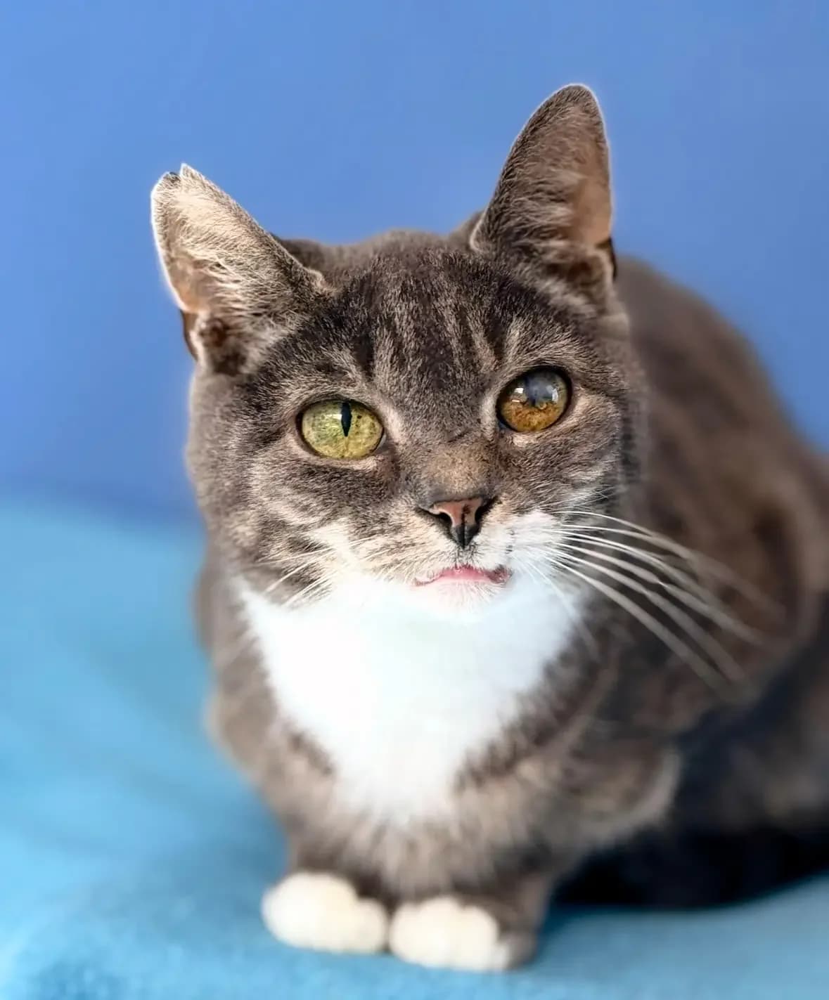 Robert,  senior Mixed Breed for adoption at Tierheim Weidefeld, Kappeln