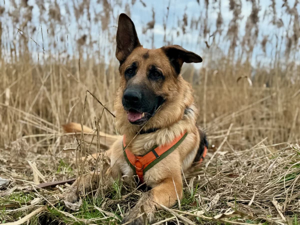 Scooby,  senior Mixed Breed for adoption at Tierheim Weidefeld, Kappeln