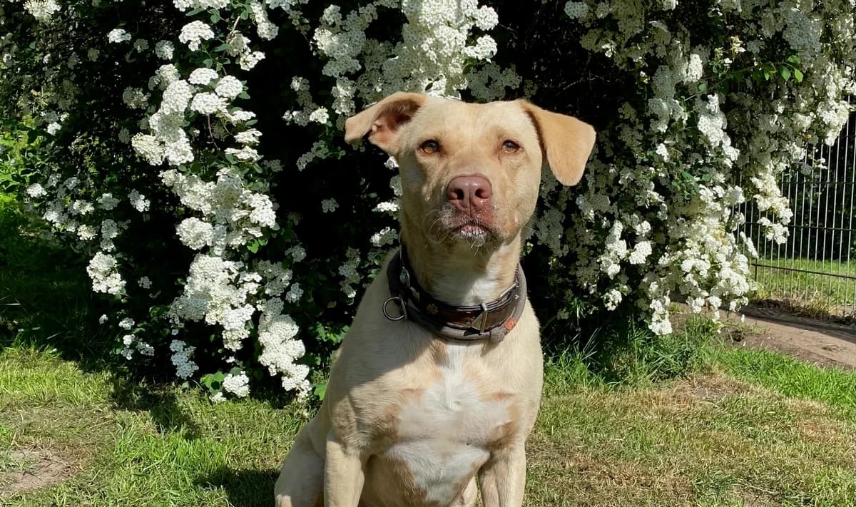 Shiva,  senior Mixed Breed for adoption at Tierheim Weidefeld, Kappeln