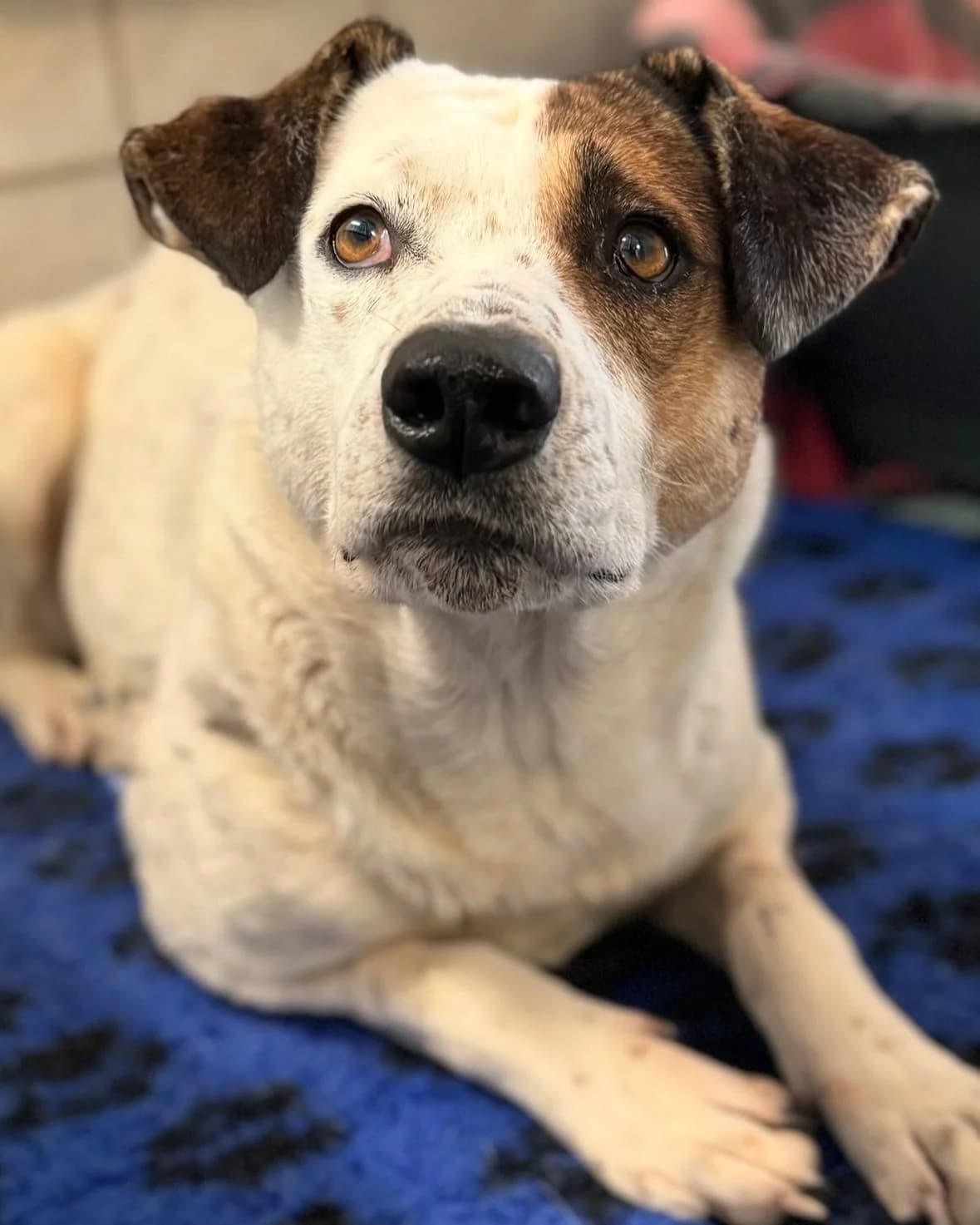 Stella,  senior Mixed Breed for adoption at Tierheim Weidefeld, Kappeln