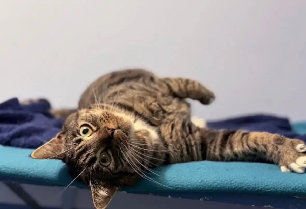 Tommes, male puppy Mixed Breed for adoption at Tierheim Weidefeld