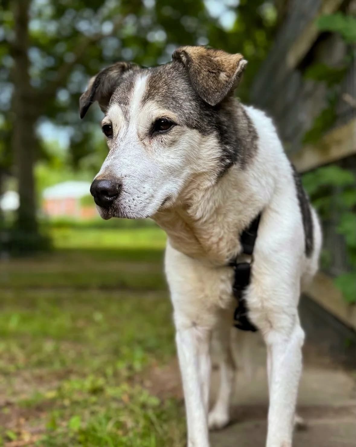 Watson,  puppy Mixed Breed for adoption at Tierheim Weidefeld, Kappeln