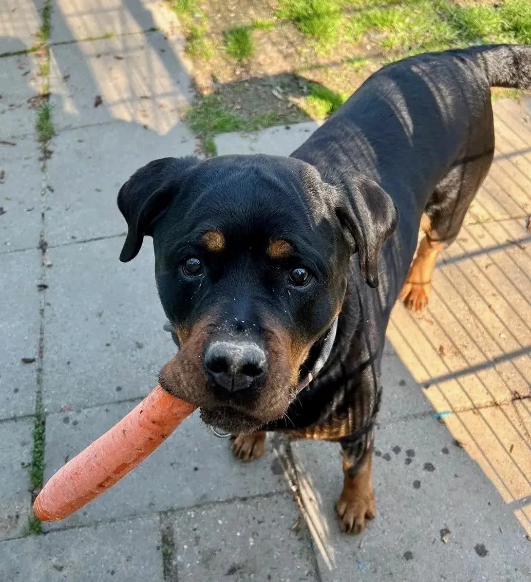 Zara,  senior Mixed Breed for adoption at Tierheim Weidefeld, Kappeln