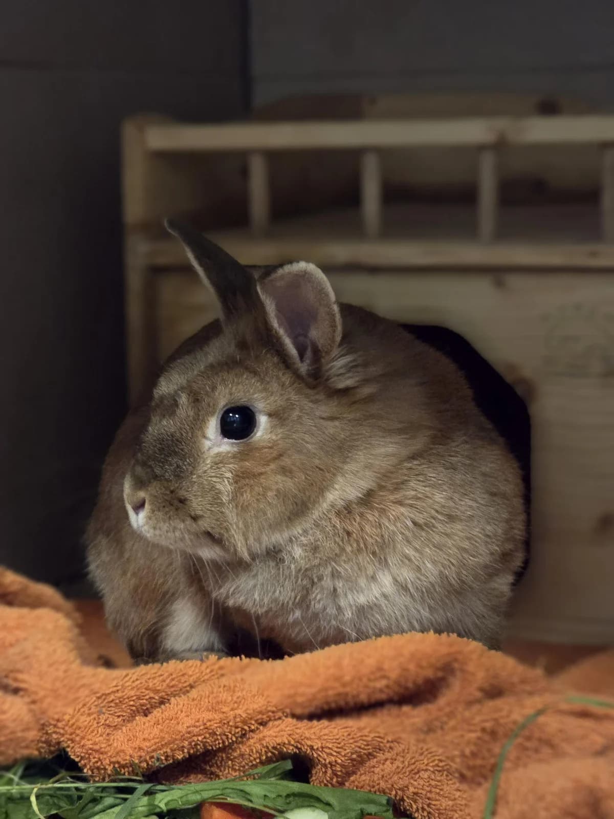 Lilogräbt,  Mixed Breed for adoption at Tierheim Werdenfels
