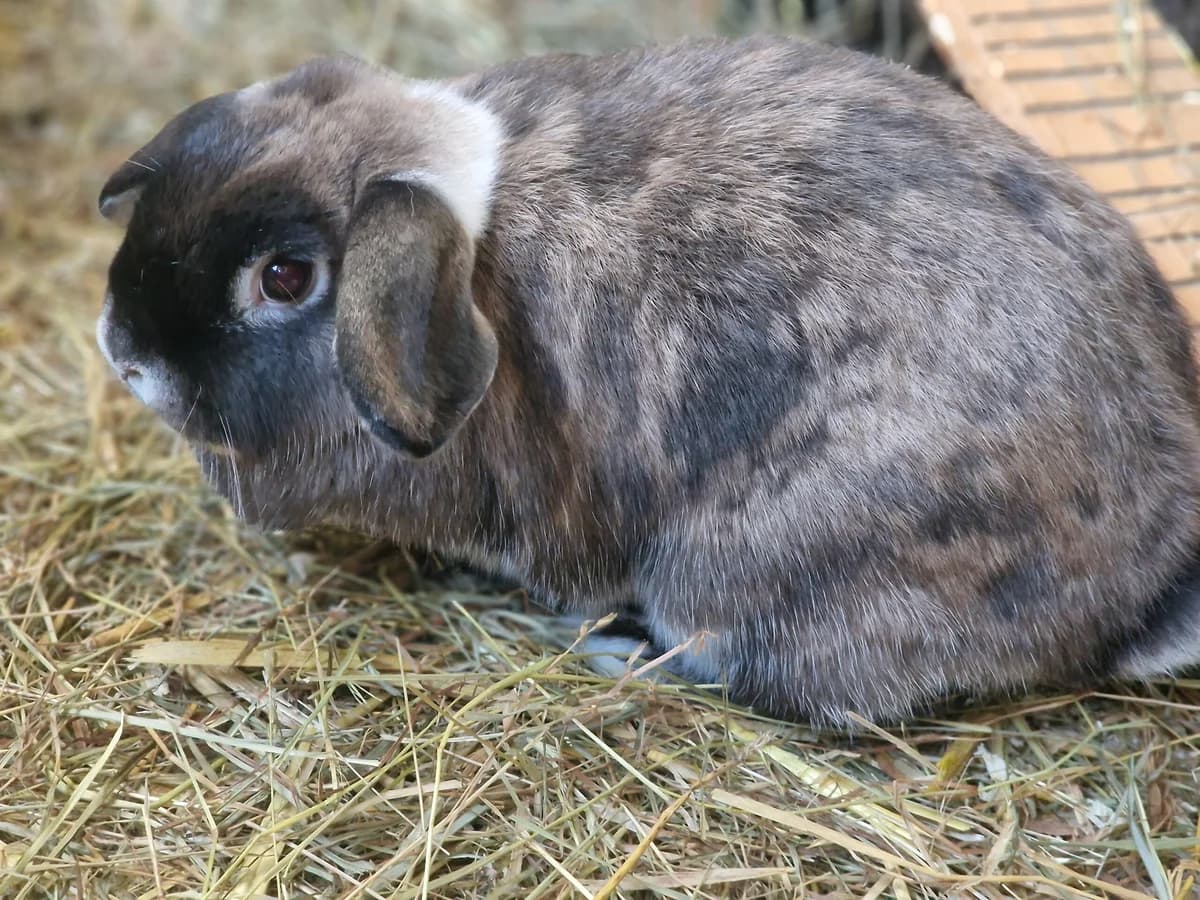Leo + Lisa, sand male mixed breed for adoption at Tierheim Wesel, Wesel