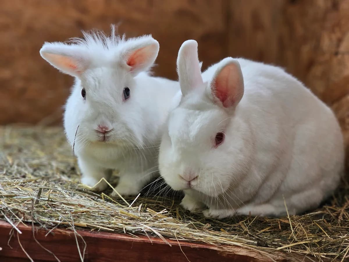Wincent Weiss + Aurora, weiss male mixed breed for adoption at Tierheim Wesel, Wesel