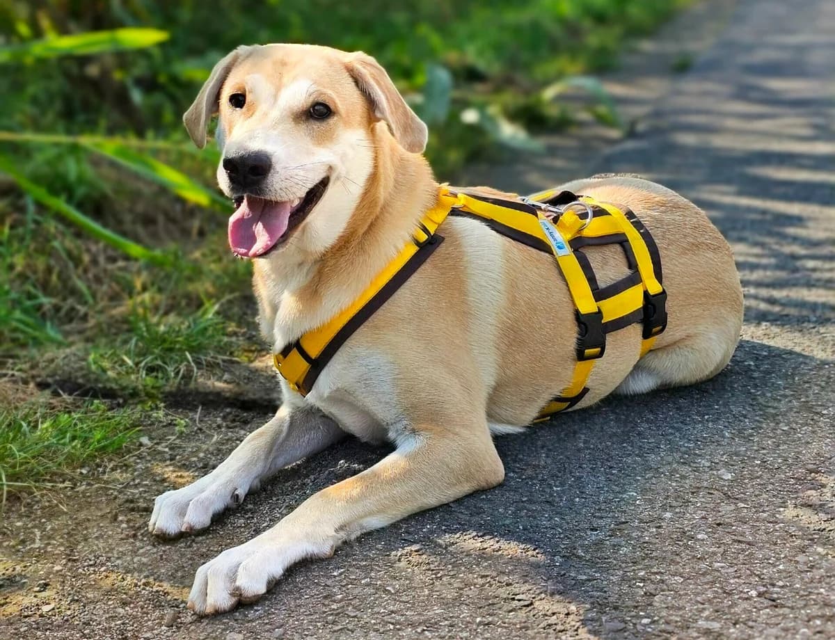 Debby, female Labrador Retriever for adoption at Tierheim Wesel, Wesel
