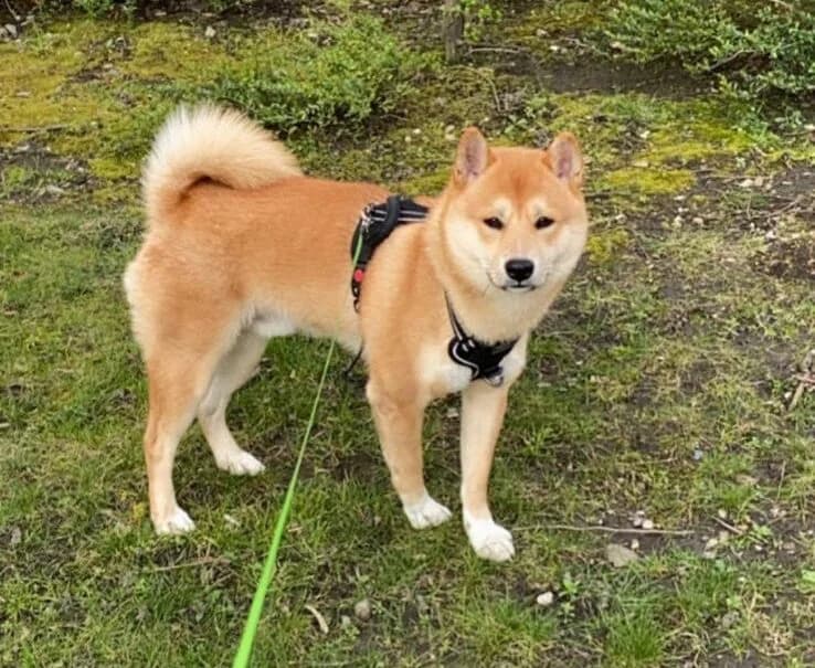 Ayaz, male 6yo Shiba Inu for adoption at Tierheim Wesel, Wesel