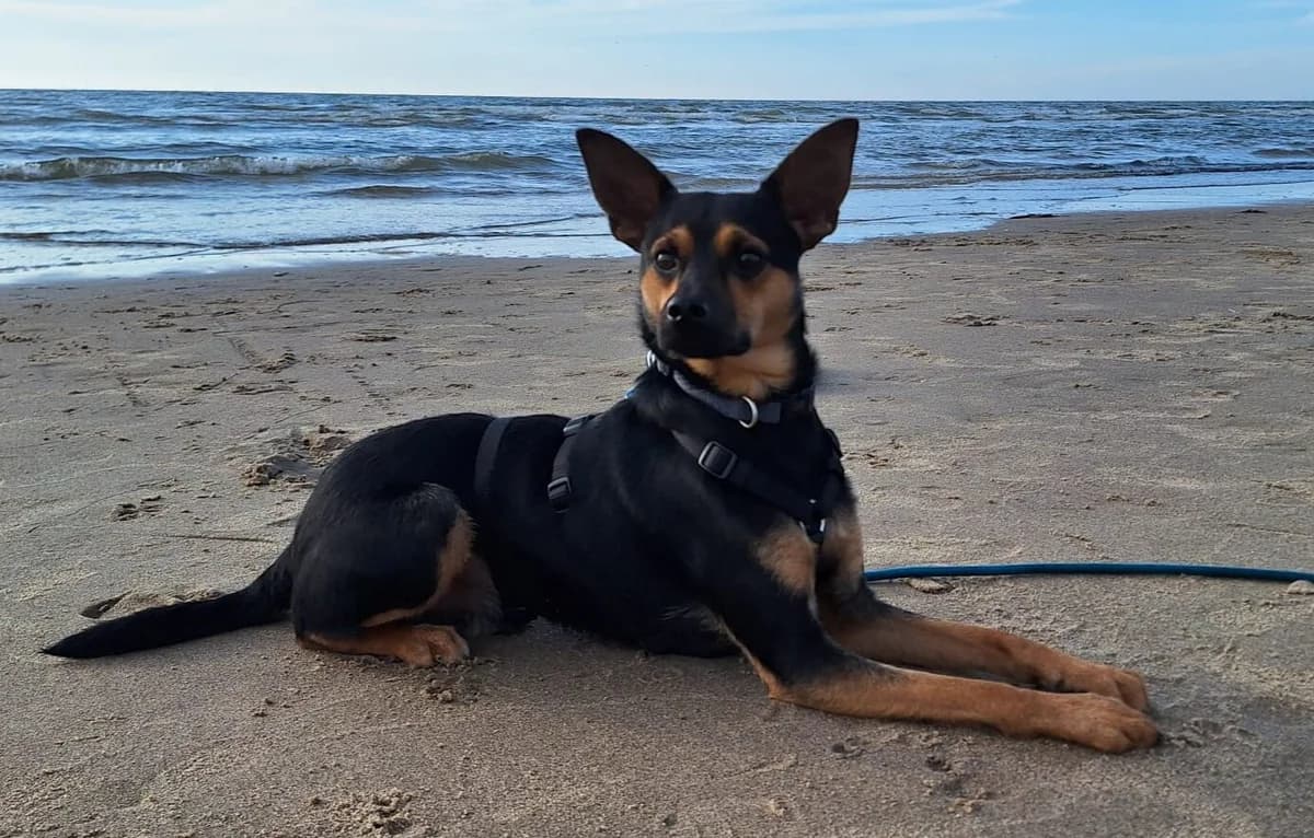 Buffy, male young Mixed Breed for adoption at Tierheim Wesel, Wesel