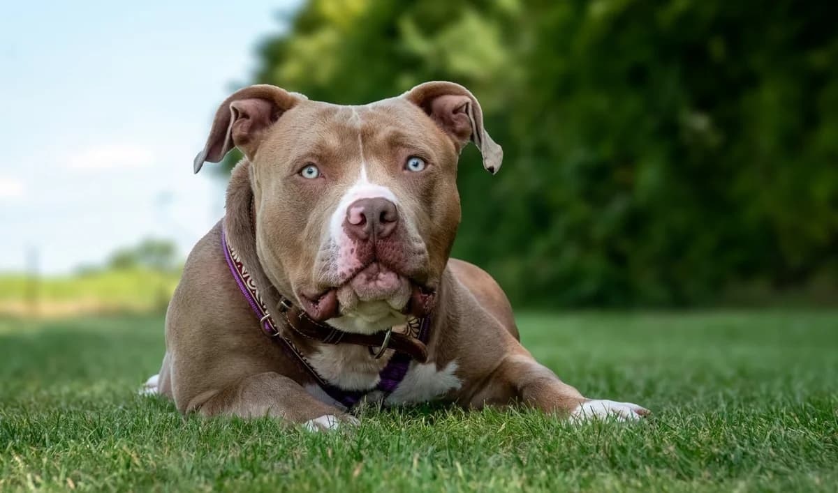 Tyson, male young American Bully for adoption at Tierheim Wesel, Wesel
