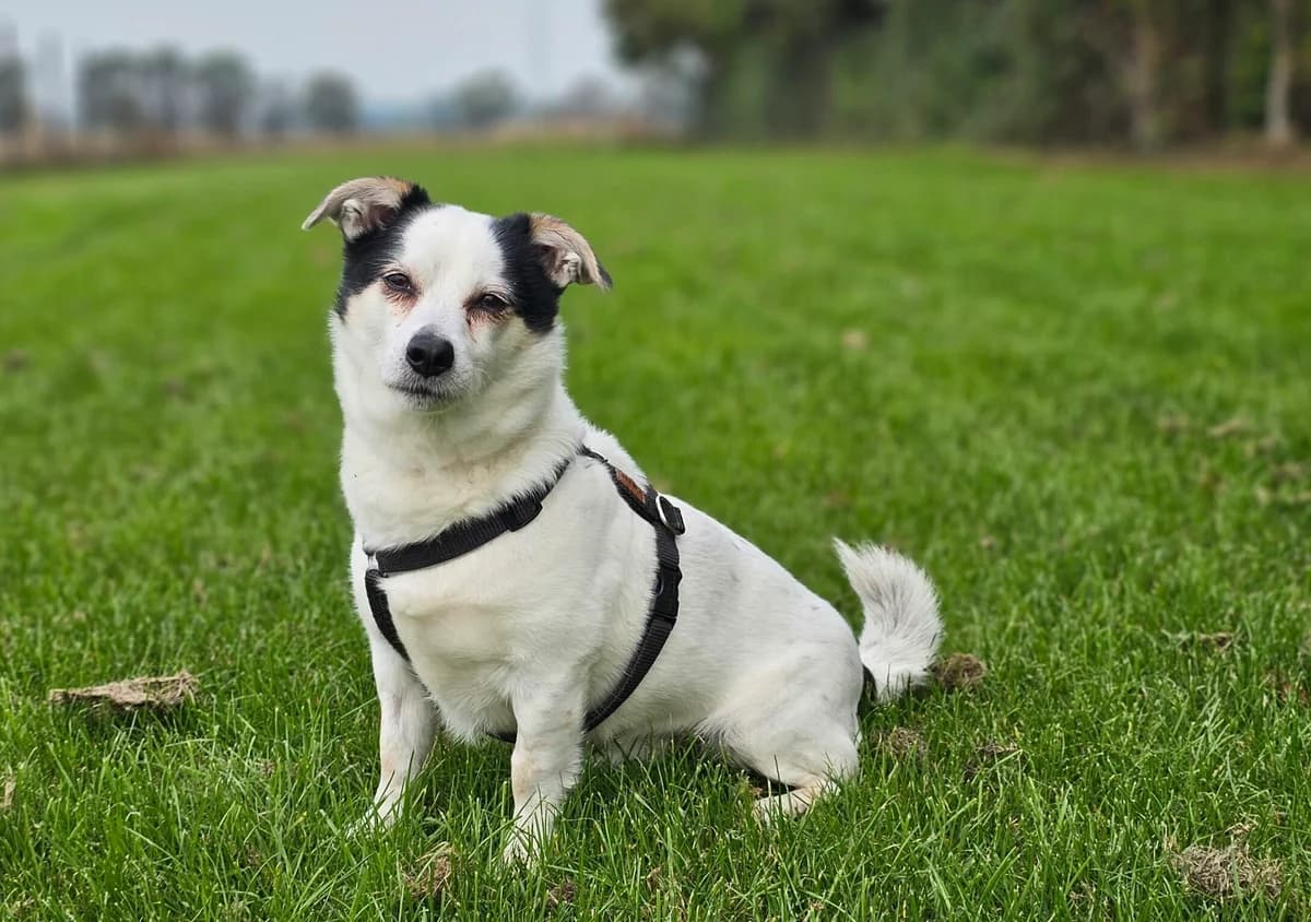 Felix, male senior Jack Russell Terrier for adoption at Tierheim Wesel, Wesel