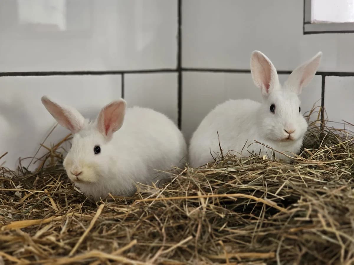 Fluffy + Flora, male young mixed breed for adoption at Tierheim Wesel, Wesel
