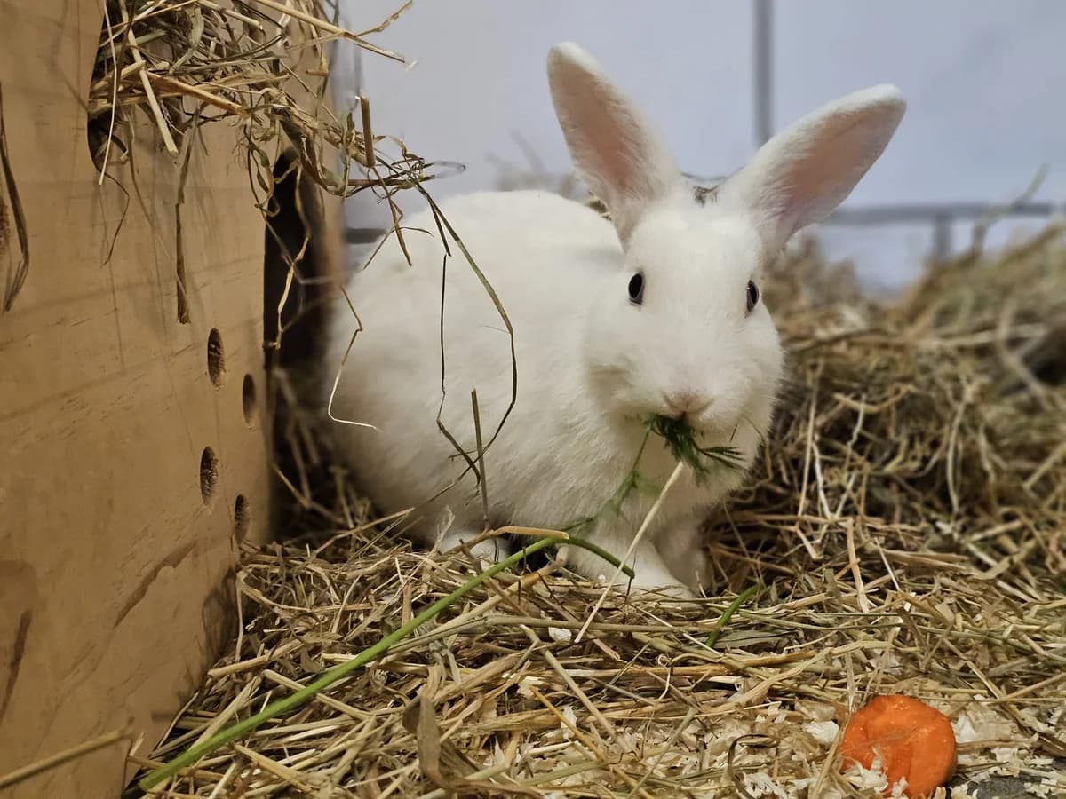 Fritz, male young mixed breed for adoption at Tierheim Wesel, Wesel