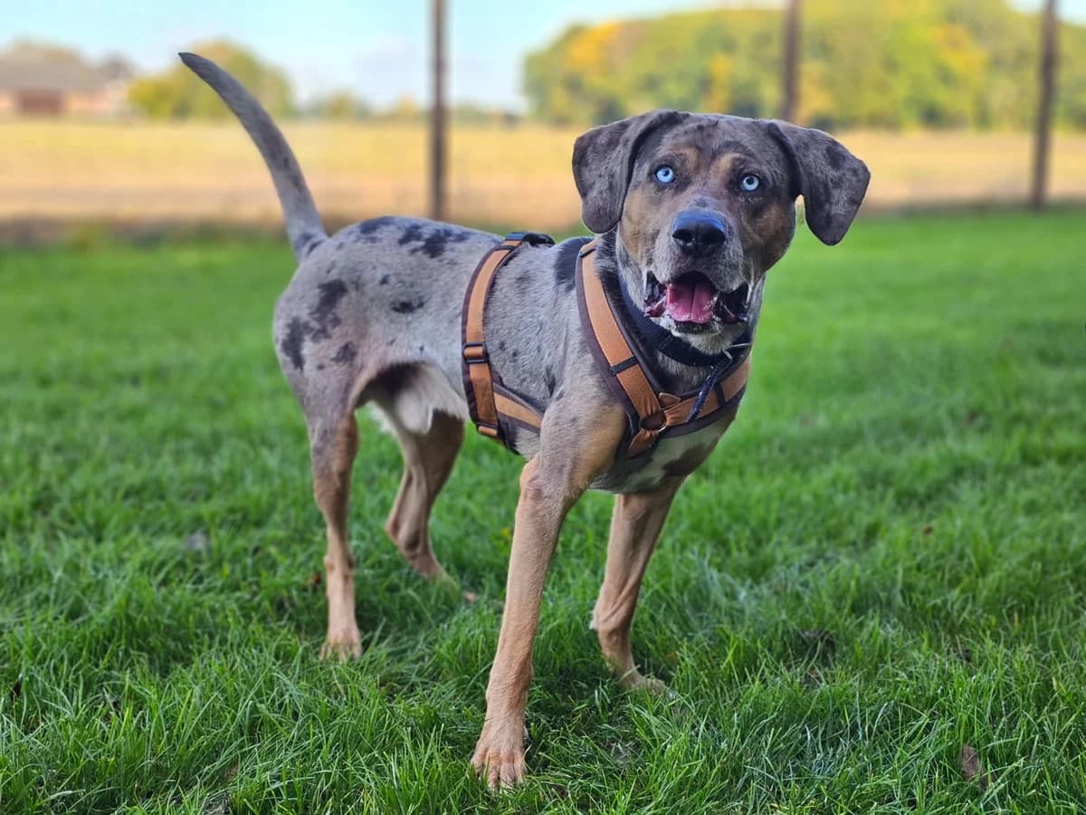 Madog, male senior mixed breed for adoption at Tierheim Wesel, Wesel