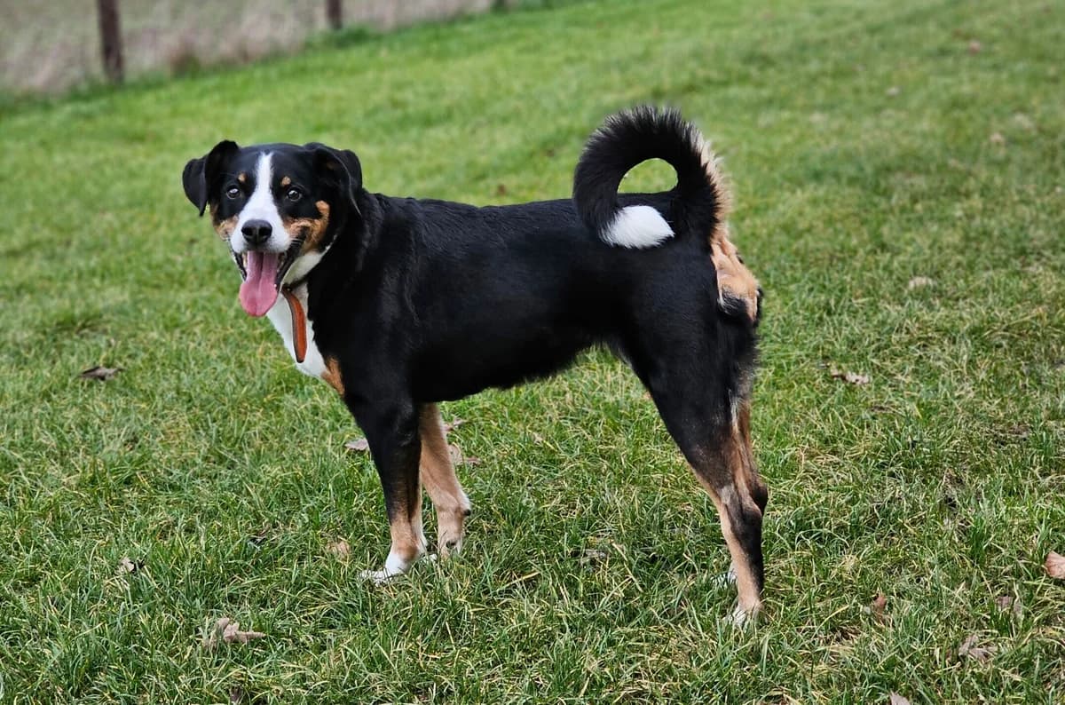 Ellie, female mixed breed for adoption at Tierheim Wesel, Wesel