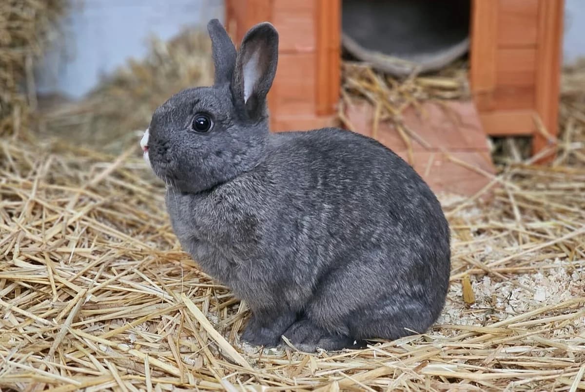 Schnecke, female young mixed breed for adoption at Tierheim Wesel, Wesel