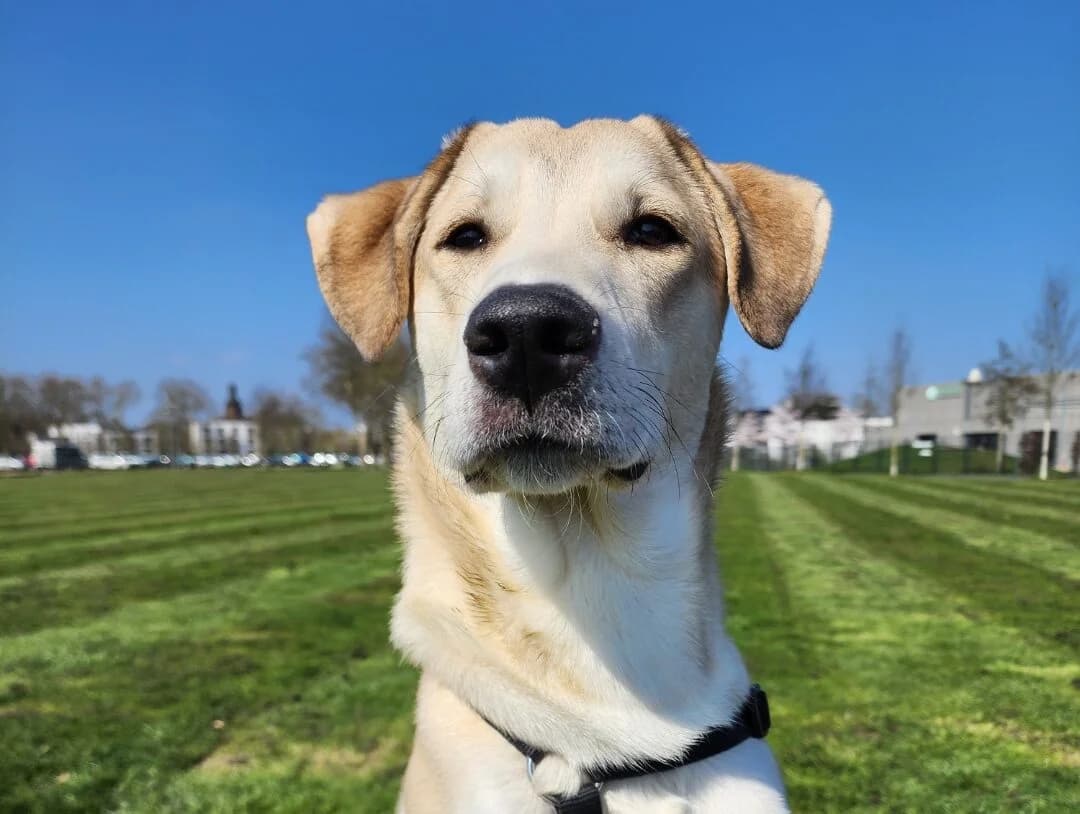 Leo,  puppy Mixed Breed for adoption at Tierheim Wesel, Wesel