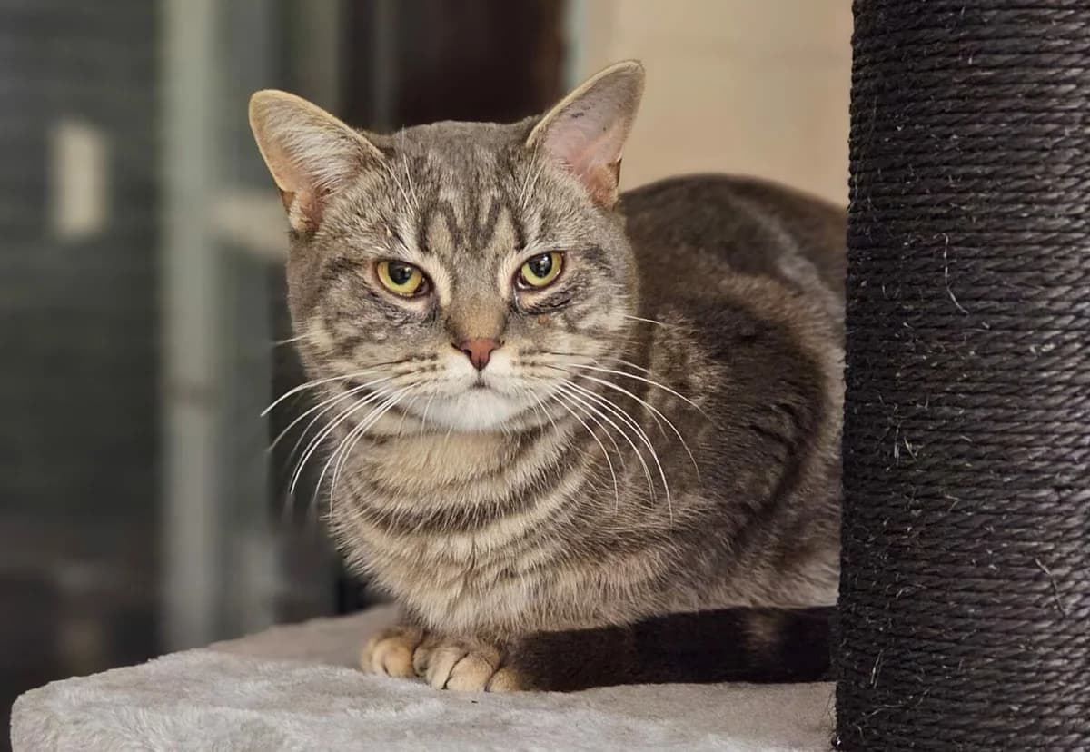 Vinz, male European Shorthair for adoption at Tierheim Wesel, Wesel