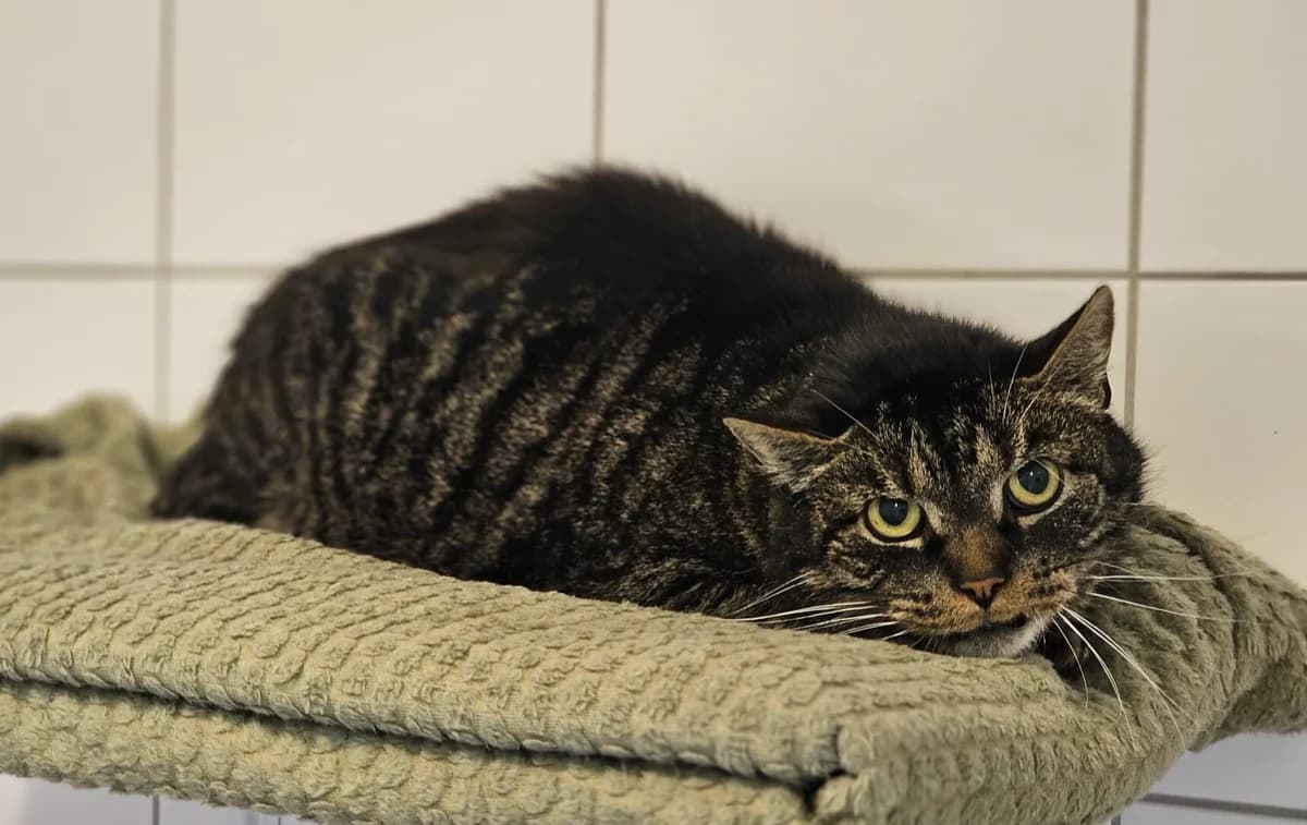 Max, male European Shorthair for adoption at Tierheim Wesel, Wesel