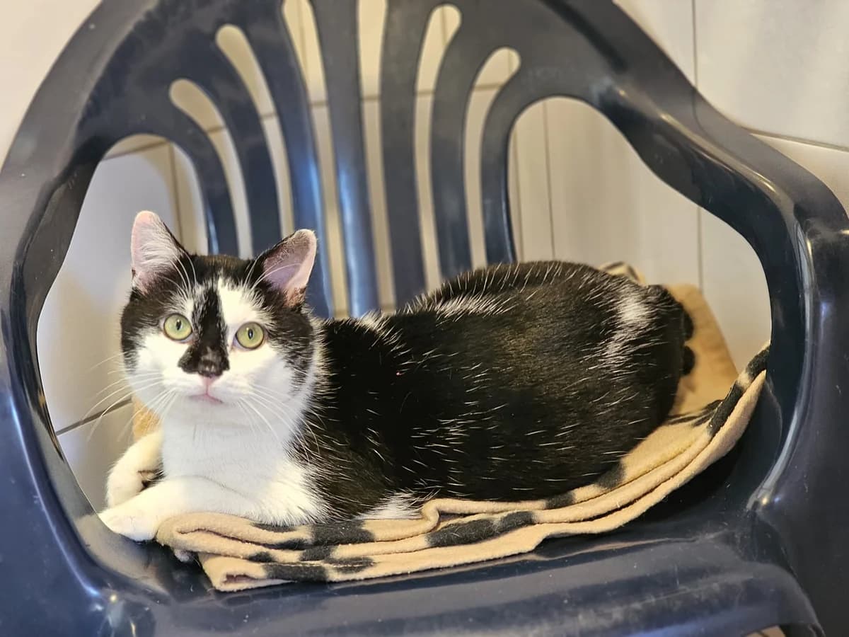 Ferrero, male European Shorthair for adoption at Tierheim Wesel, Wesel