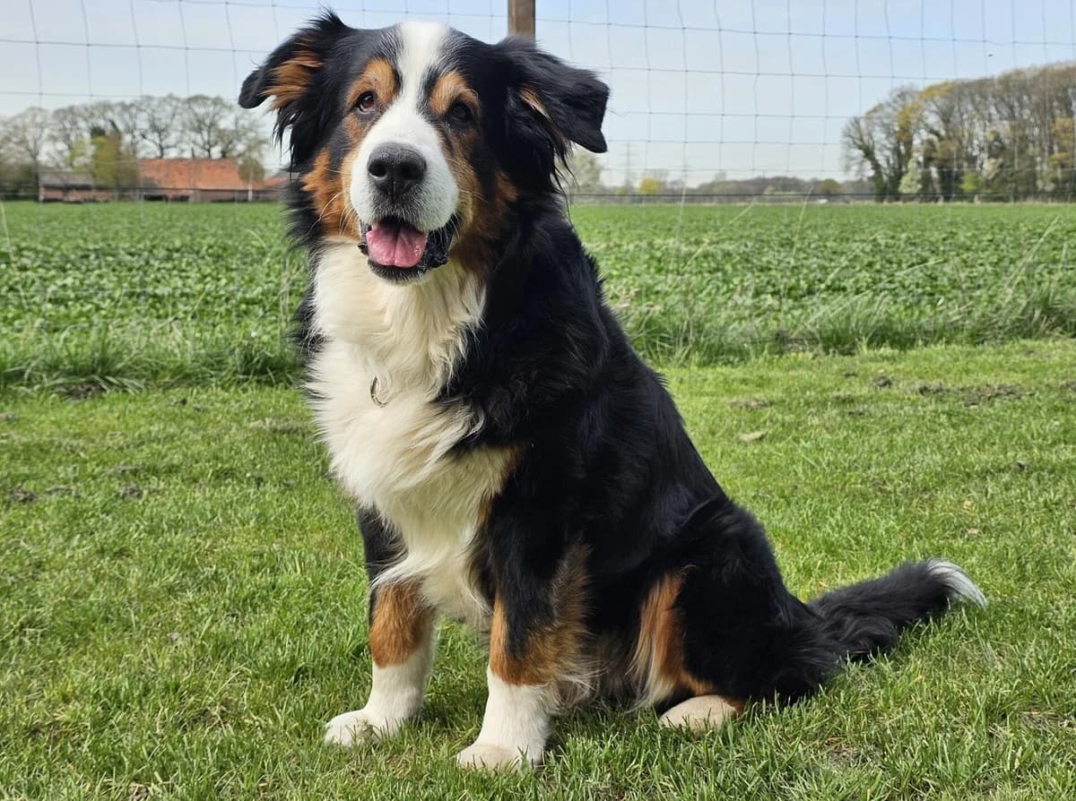Chester, male Bernese Mountain Dog for adoption at Tierheim Wesel, Wesel