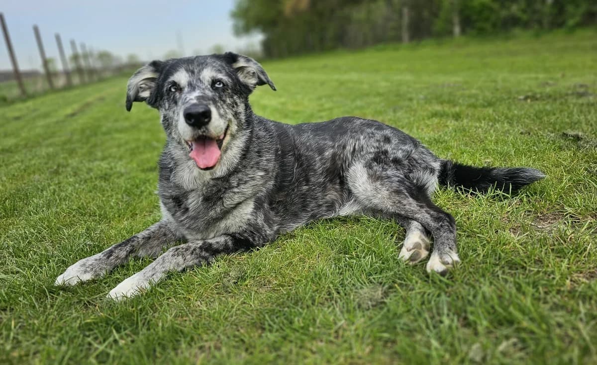 Sasha, female senior Catahoula Leopard Dog for adoption at Tierheim Wesel, Wesel