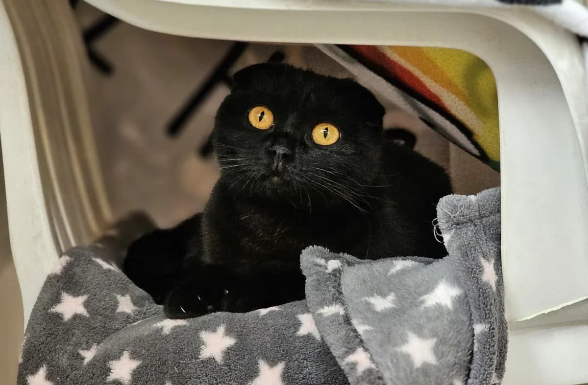 Misa + Giyuu, male young Scottish Fold for adoption at Tierheim Wesel, Wesel