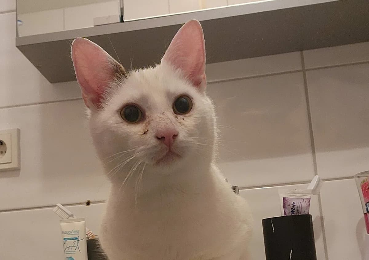 Rocket, male puppy Mixed Breed for adoption at Tierheim Wesel, Wesel