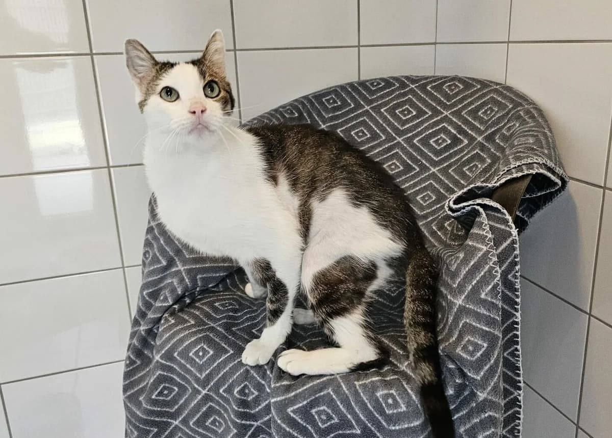 Homer, male European Shorthair for adoption at Tierheim Wesel, Wesel